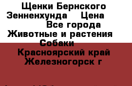 Щенки Бернского Зенненхунда  › Цена ­ 40 000 - Все города Животные и растения » Собаки   . Красноярский край,Железногорск г.